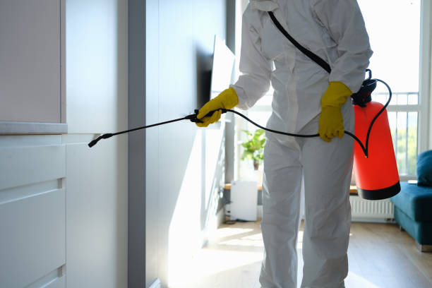 Reliable South San Gabriel, CA Mold Removal Solutions