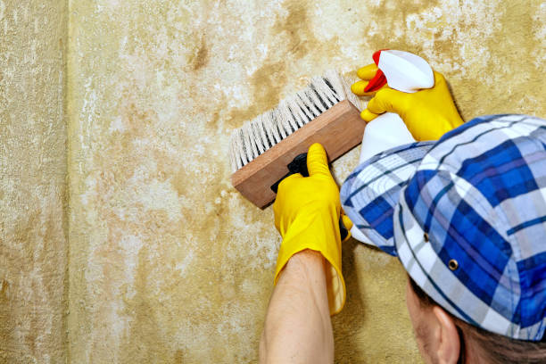 Best Forensic Mold Investigation  in South San Gabriel, CA