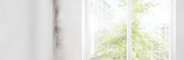 Best Industrial Mold Remediation  in South San Gabriel, CA