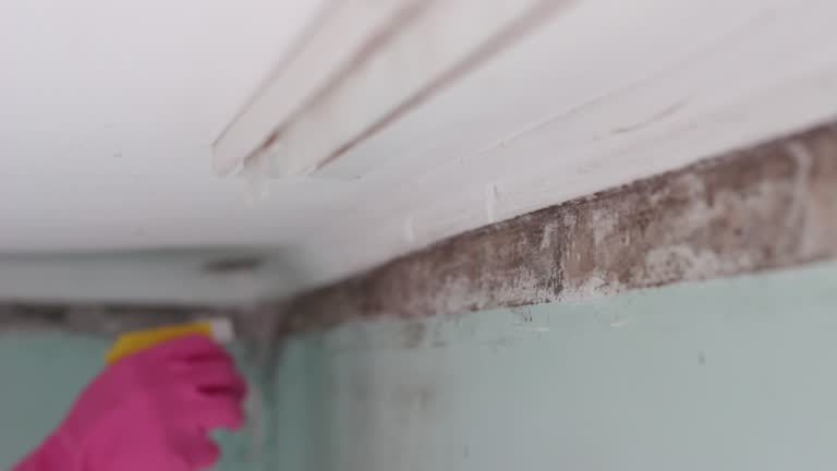 Best Dehumidification Services  in South San Gabriel, CA